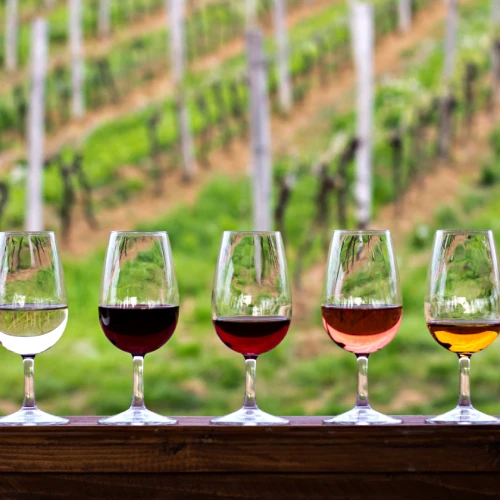 Tuscan wine tasting with assorted glasses arranged in front of a vineyard, a typical Tuscan experience.